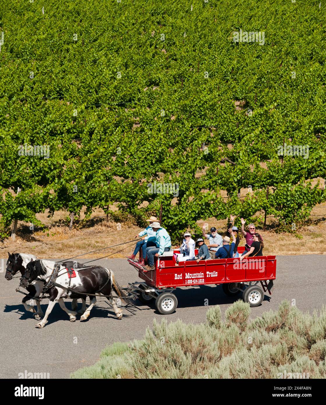 USA, Washington State, Red Mountain. Wagon ride through the vineyards of Red Mountain. (Editorial Use Only) Stock Photo