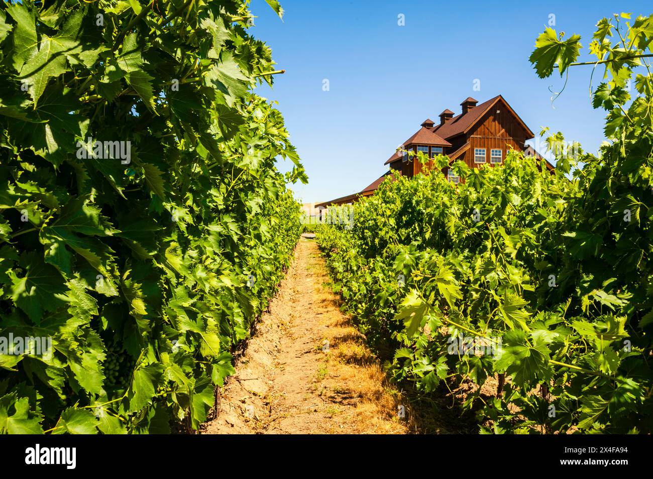 USA, Washington State, Yakima Valley. Ciel du Cheval Vineyard is one of the first vineyards planted on Red Mountain. (Editorial Use Only) Stock Photo