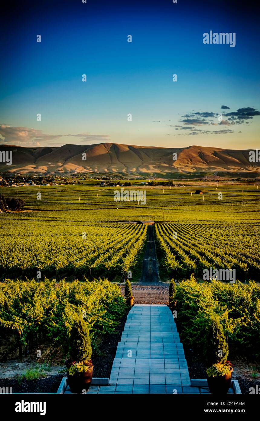 USA, Washington State, Yakima Valley. Dusk on the Col Solare estate vineyard and other Red Mountain vineyards. (Editorial Use Only) Stock Photo