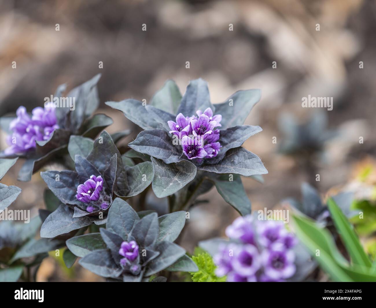 Lilac flower blooms in spring in May, poisonous plant listed in the red book, Physochlaina orientalis. Blooming plant with scientific name Physochlain Stock Photo
