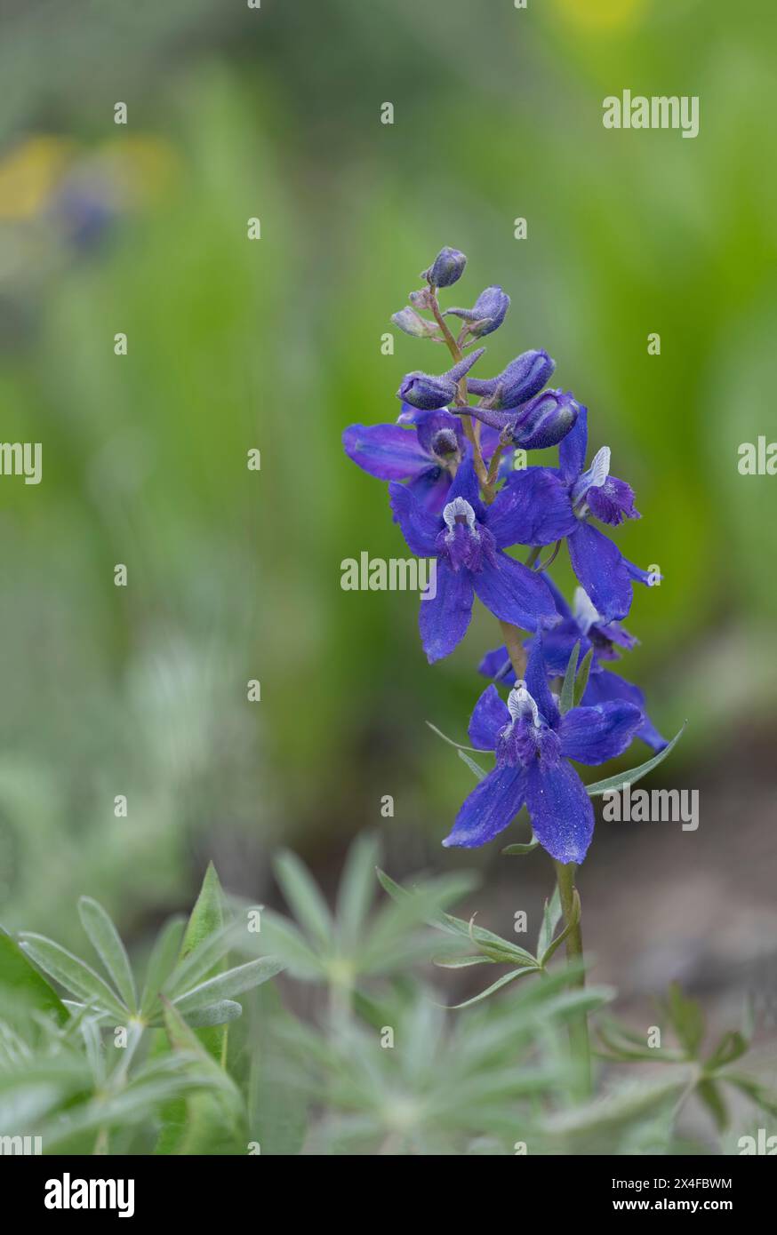 Larkspur flowers hi-res stock photography and images - Alamy
