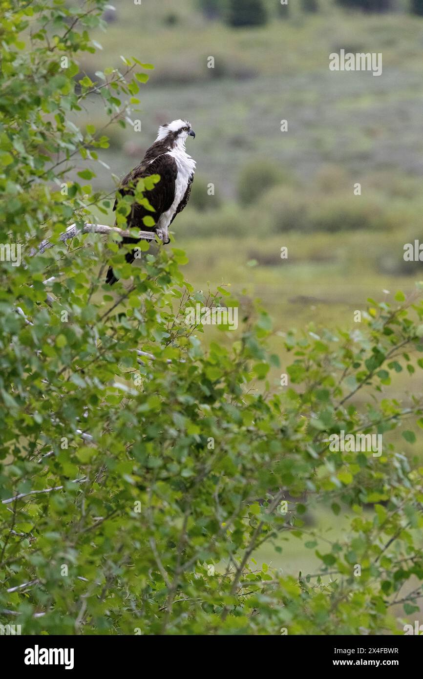 USA, Wyoming. Osprey is perched over river and surveys nest in Grand Teton National Park Stock Photo