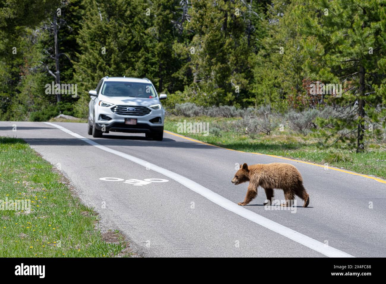 USA, Wyoming. Young cinnamon Black Bear crossing the highway with oncoming vehicle, Grand Teton National Park Stock Photo