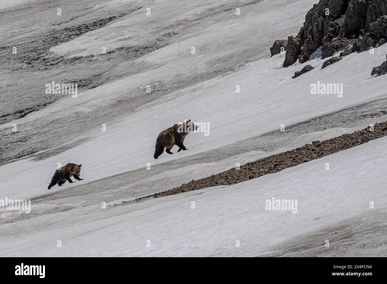 USA, Wyoming. Sow Grizzly Bear and Cub climb snowfield, Absaroka Mountains Stock Photo