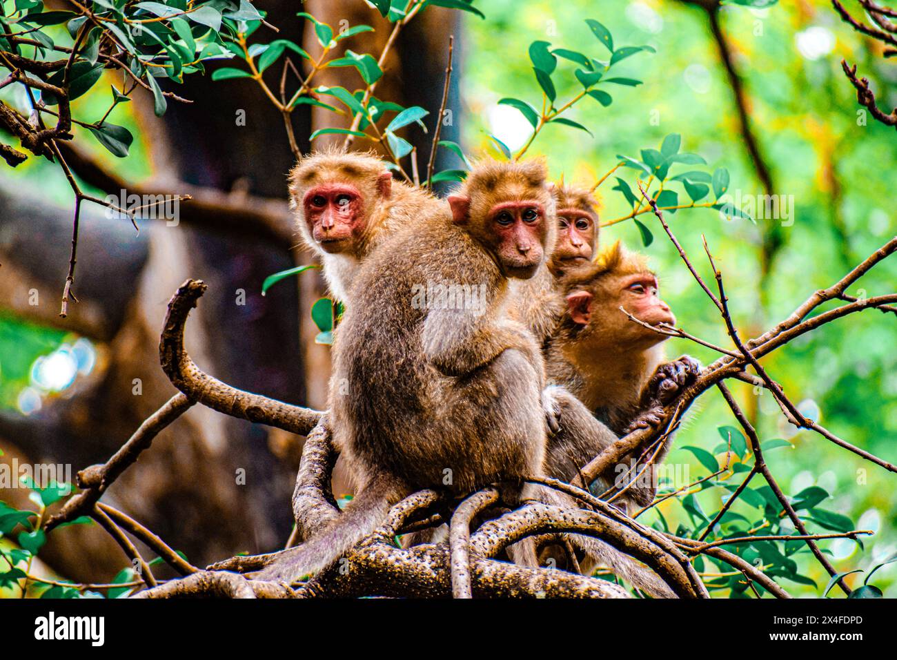 Monkeys sitting on the tree at Courtallam area Tamil Nadu In India ...
