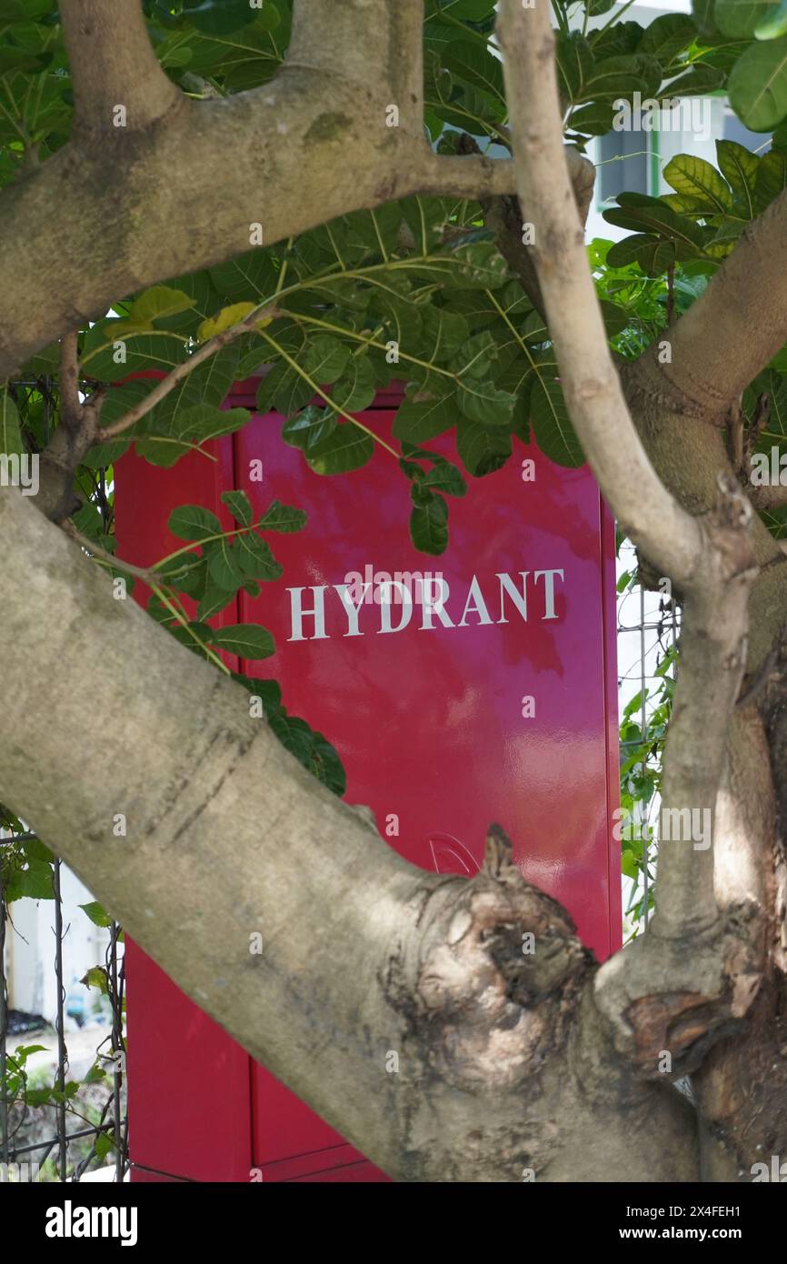 Outdoor hydrant box located behind a tree covered in trunks and leaves Stock Photo