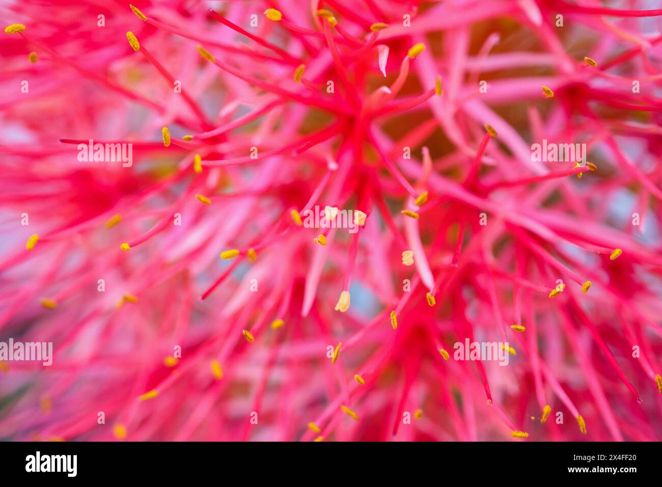 Haemanthus multiflorus blood lily flower Stock Photo