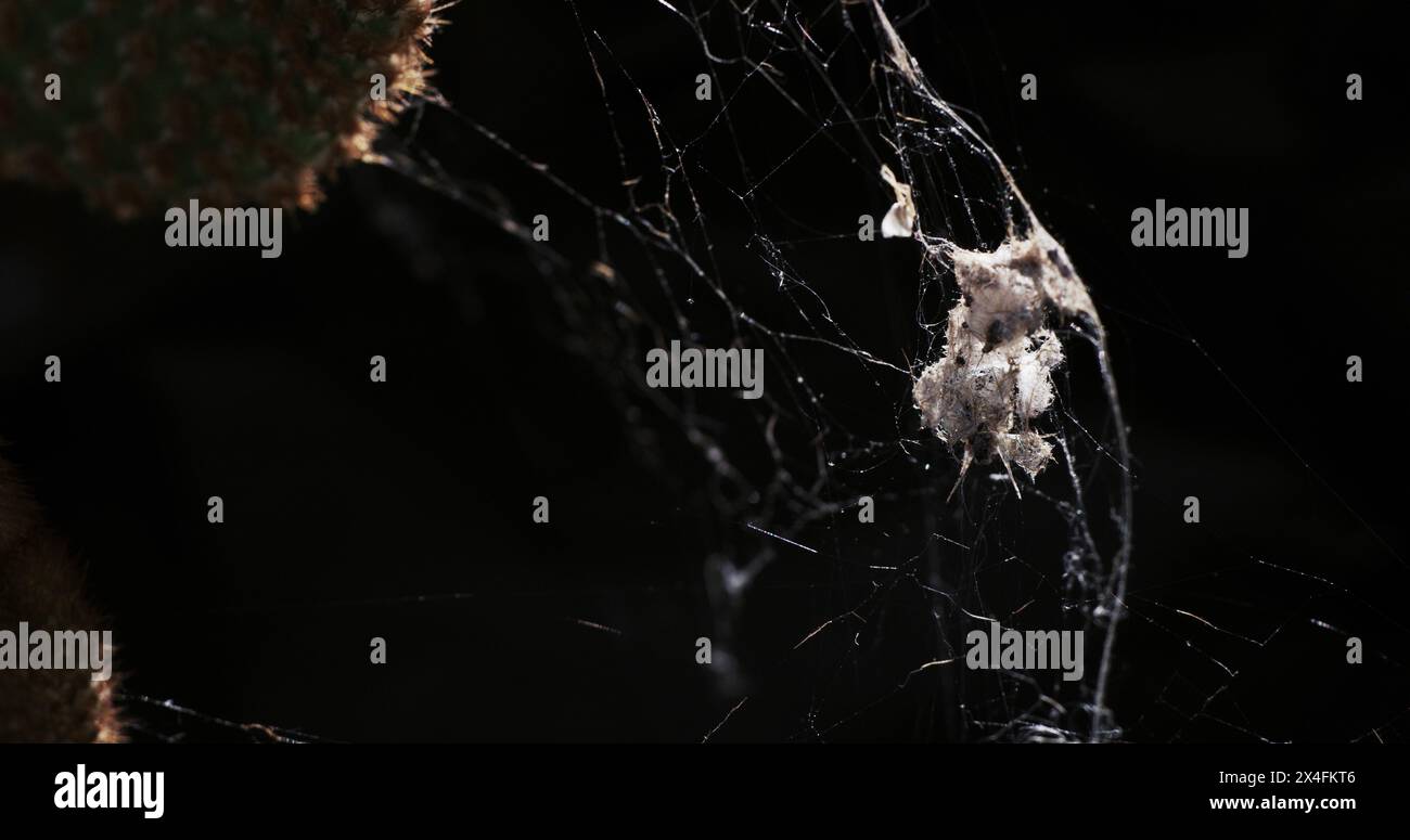 Deserted spider’s web / cobweb, entangled within a prickly pear cactus. Beautiful contrast life and death. Stock Photo