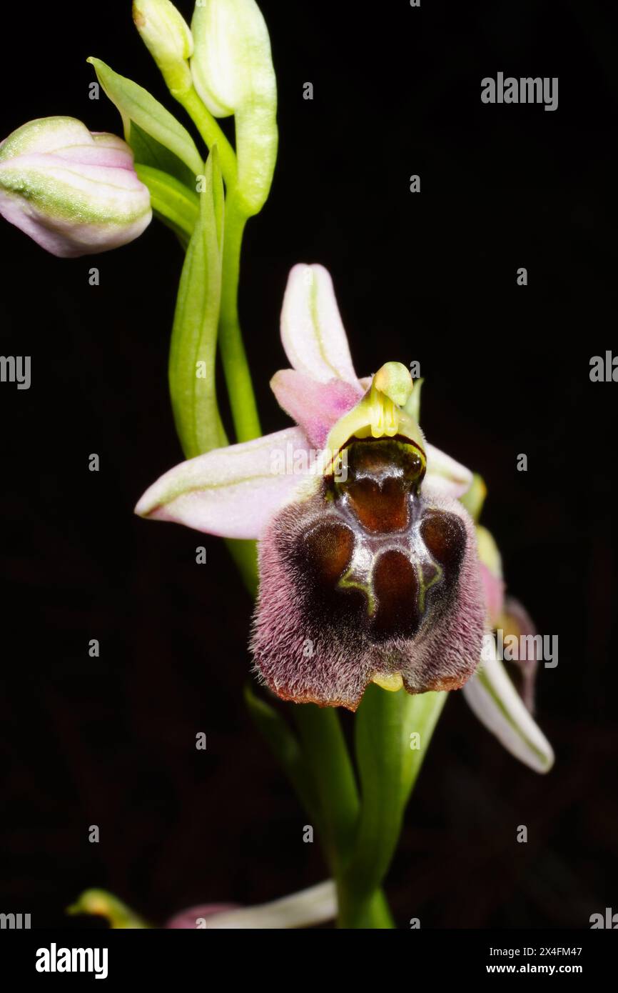 Hybrid bee orchid (Ophrys levantina x elegans) in flower, Cyprus Stock Photo