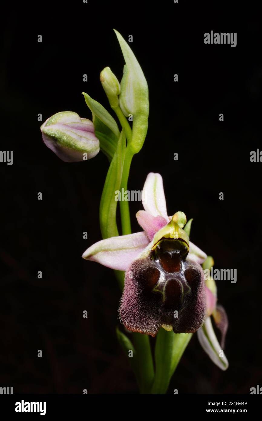 Flower of an ophrys hybrid (Ophrys levantina x elegans), Cyprus Stock Photo