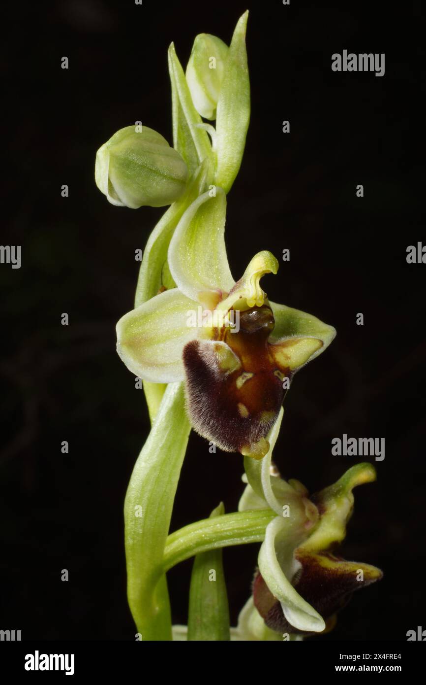 Flowering plant of the Levant orchid (Ophrys levantina), Cyprus Stock Photo