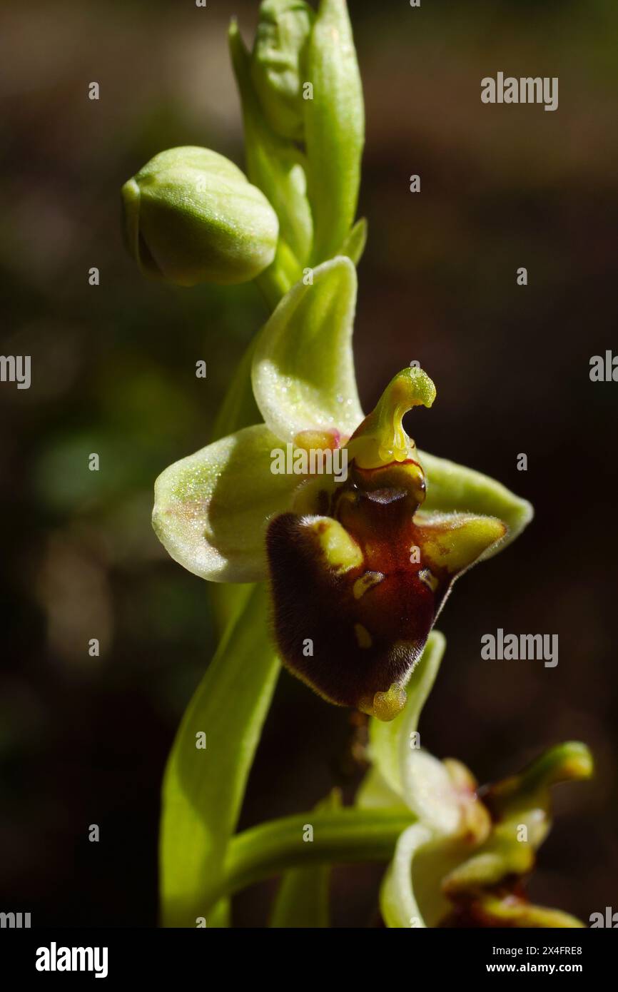 Flowering Levant orchid (Ophrys levantina), Cyprus Stock Photo