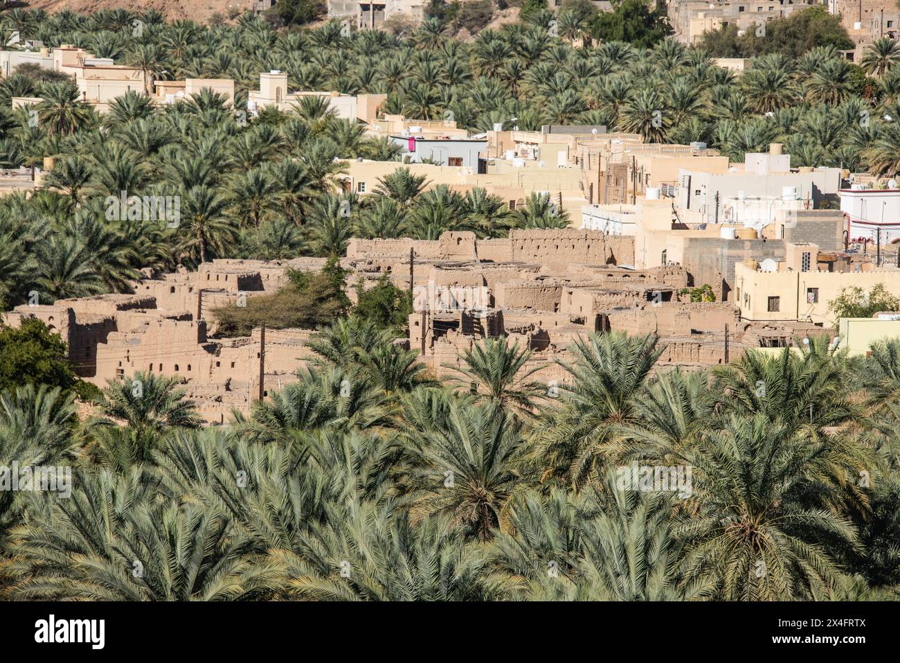 An oasis of date palms, Birkat al Mouz, Oman Stock Photo