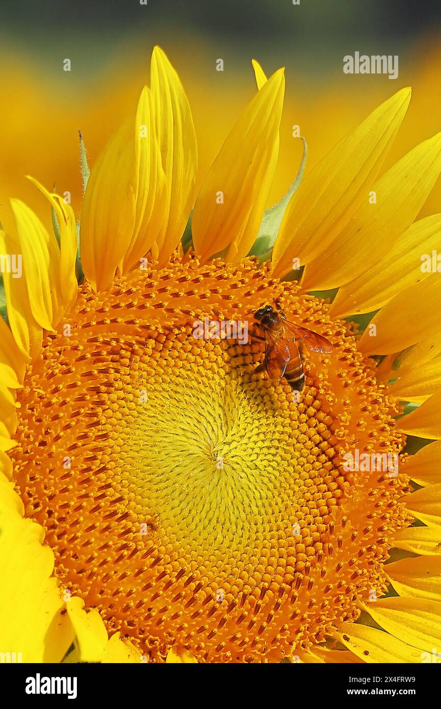 honey bee collecting pollen from sunflower and pollinating the flower, summer season, macro photography, oil crops cultivation in india Stock Photo