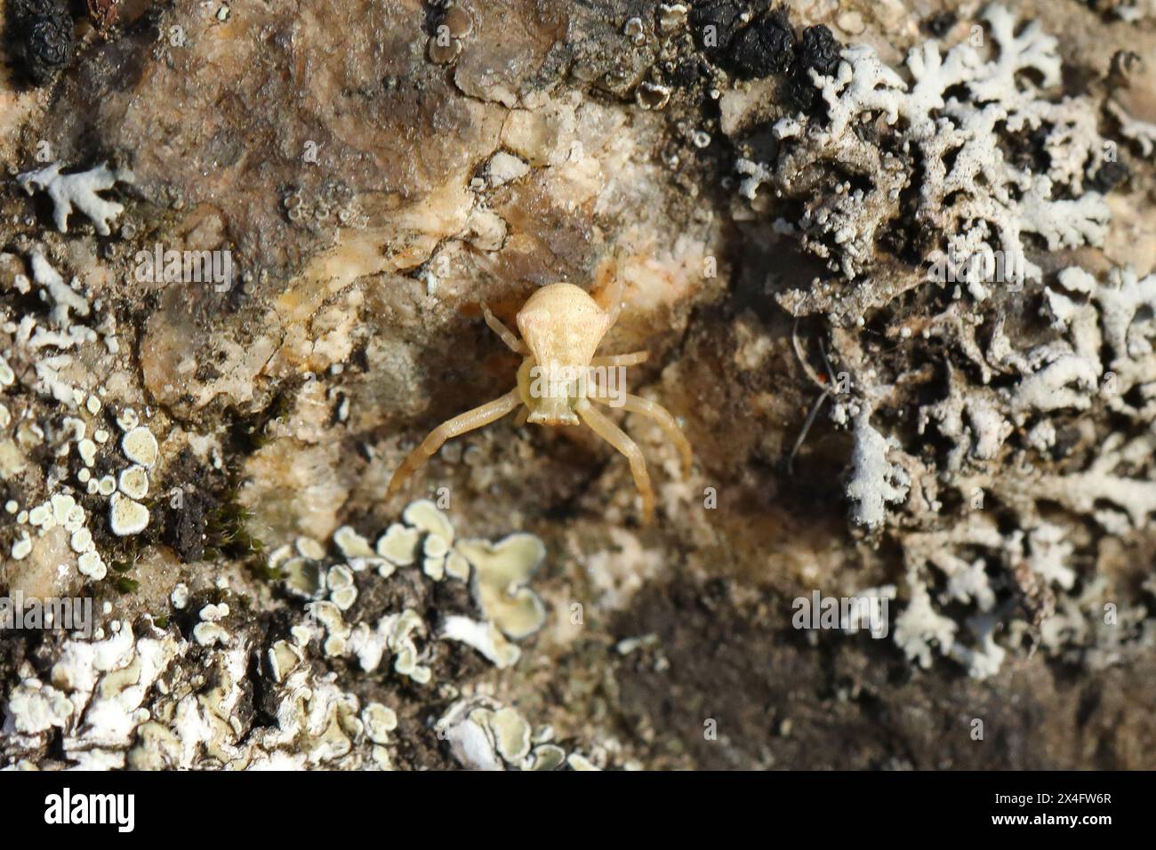 Spider on the rock with moss. Macro Stock Photo