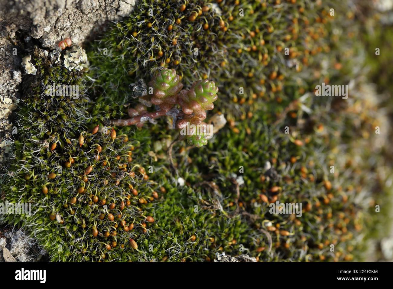 Sedum plant on the stone with moss in spring time Stock Photo