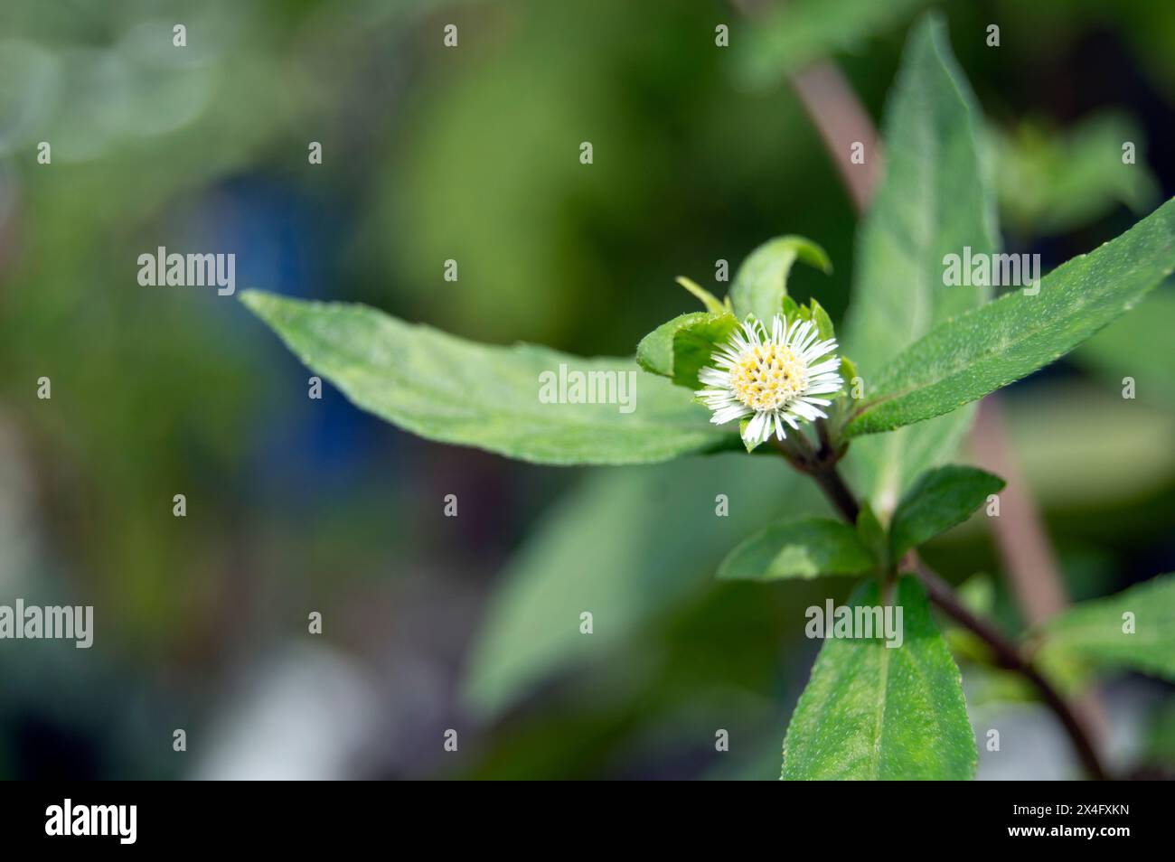 False daisy. Eclipta alba. Karisalankanni. yerba de tago. Eclipta prostrata. Bhringraj plant. White flower of Medicinal plant on Natural background. k Stock Photo