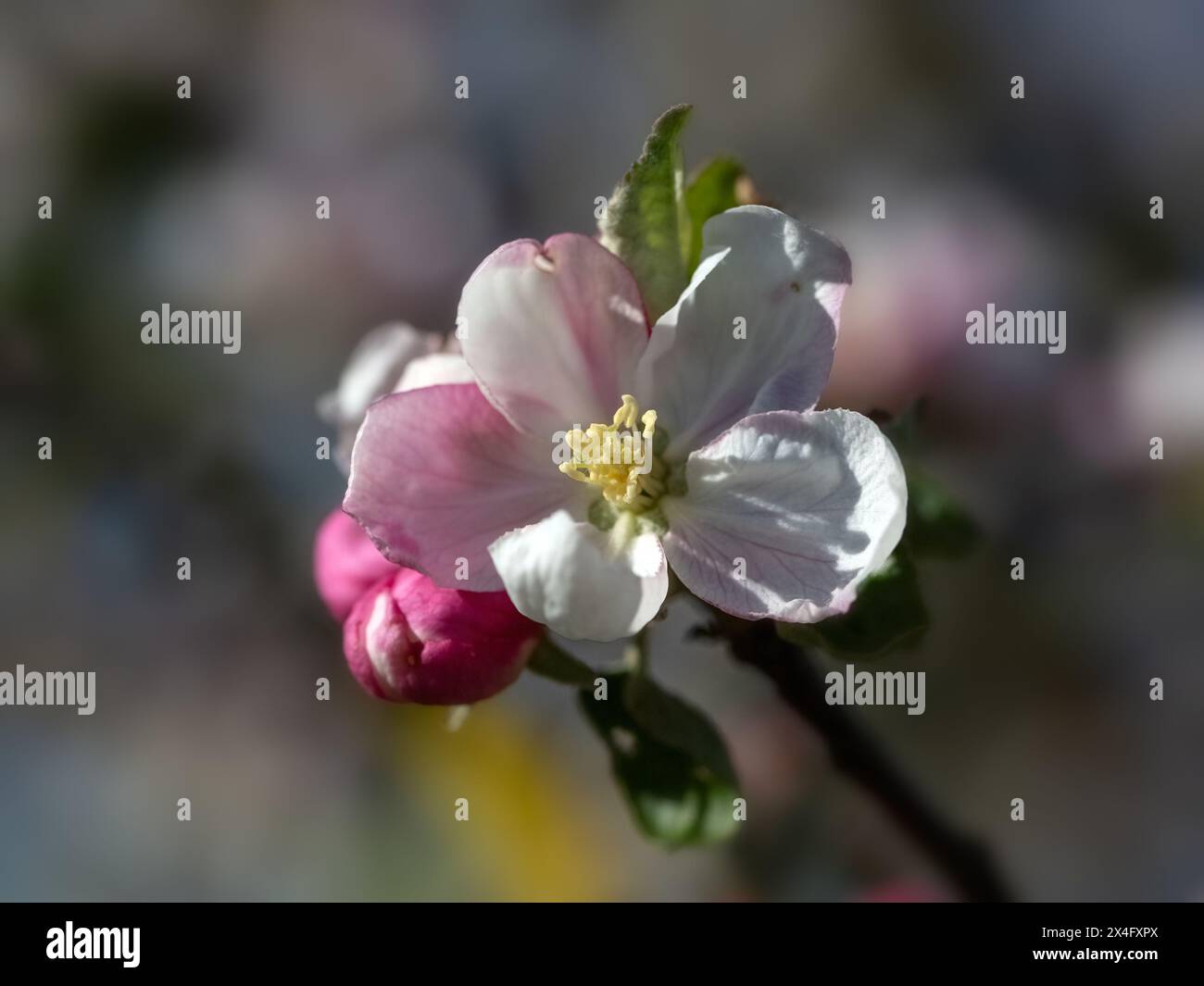 Closeup of Apple blossom flower of Malus domestica 'Red Gravenstein' in a garden in Spring Stock Photo