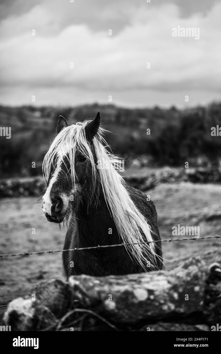 Beautiful Horse In Northern Ireland Stock Photo Alamy beautiful-horse-in-northern-ireland-stock-photo-alamy