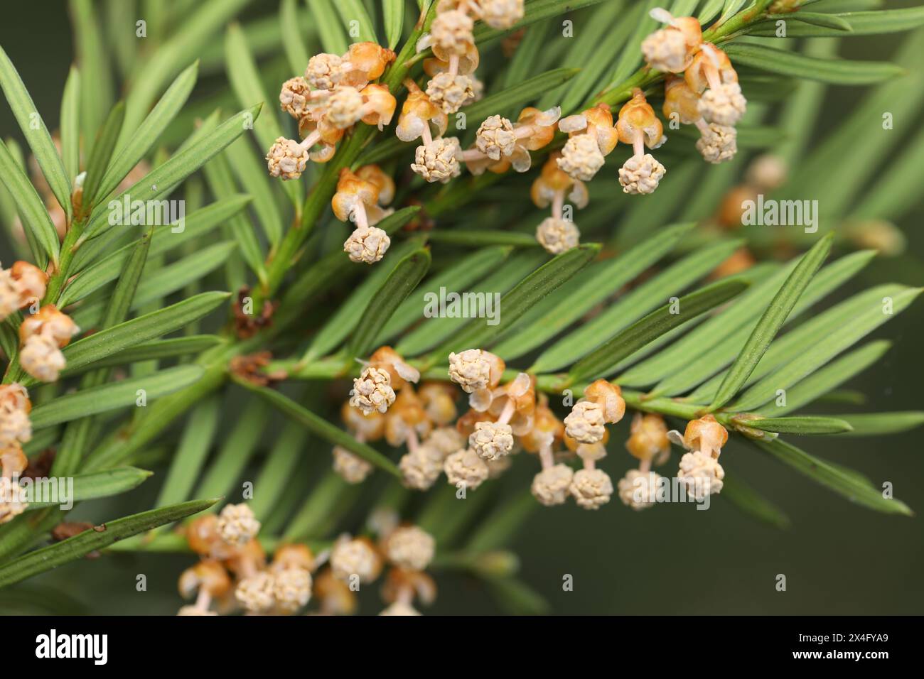 Yew tree branch with spring flowers in the garden Stock Photo
