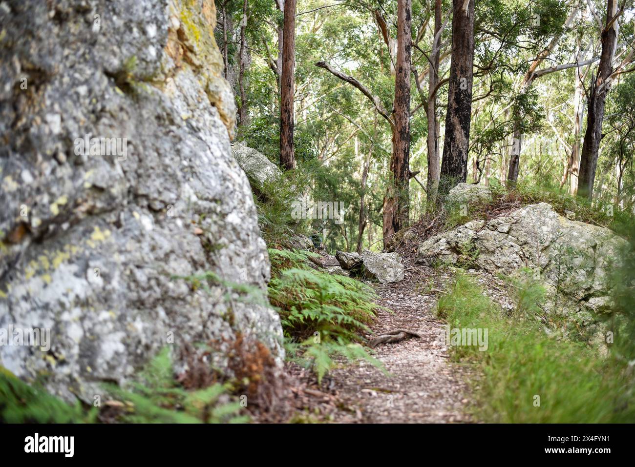 trail through a lush forest with ferns and boulders Stock Photo