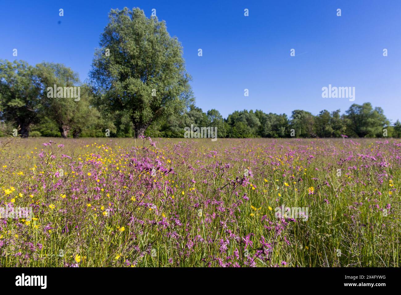 The meadow with Silene flos-cuculi and Ranunculus flowers and distant trees Stock Photo