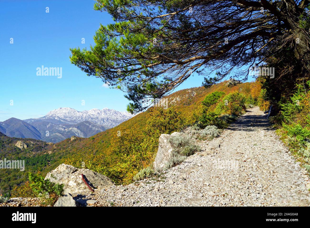 Macadam in the mountains: a bright landscape with a road, autumn trees, spreading pine and mountains with snow-capped peaks. Mount Vrmac, Montenegro Stock Photo