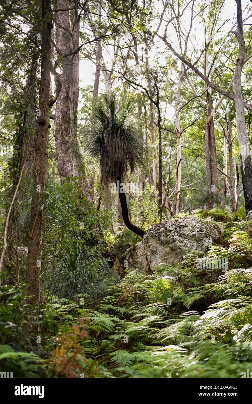 trail through a lush forest with ferns and boulders Stock Photo - Alamy