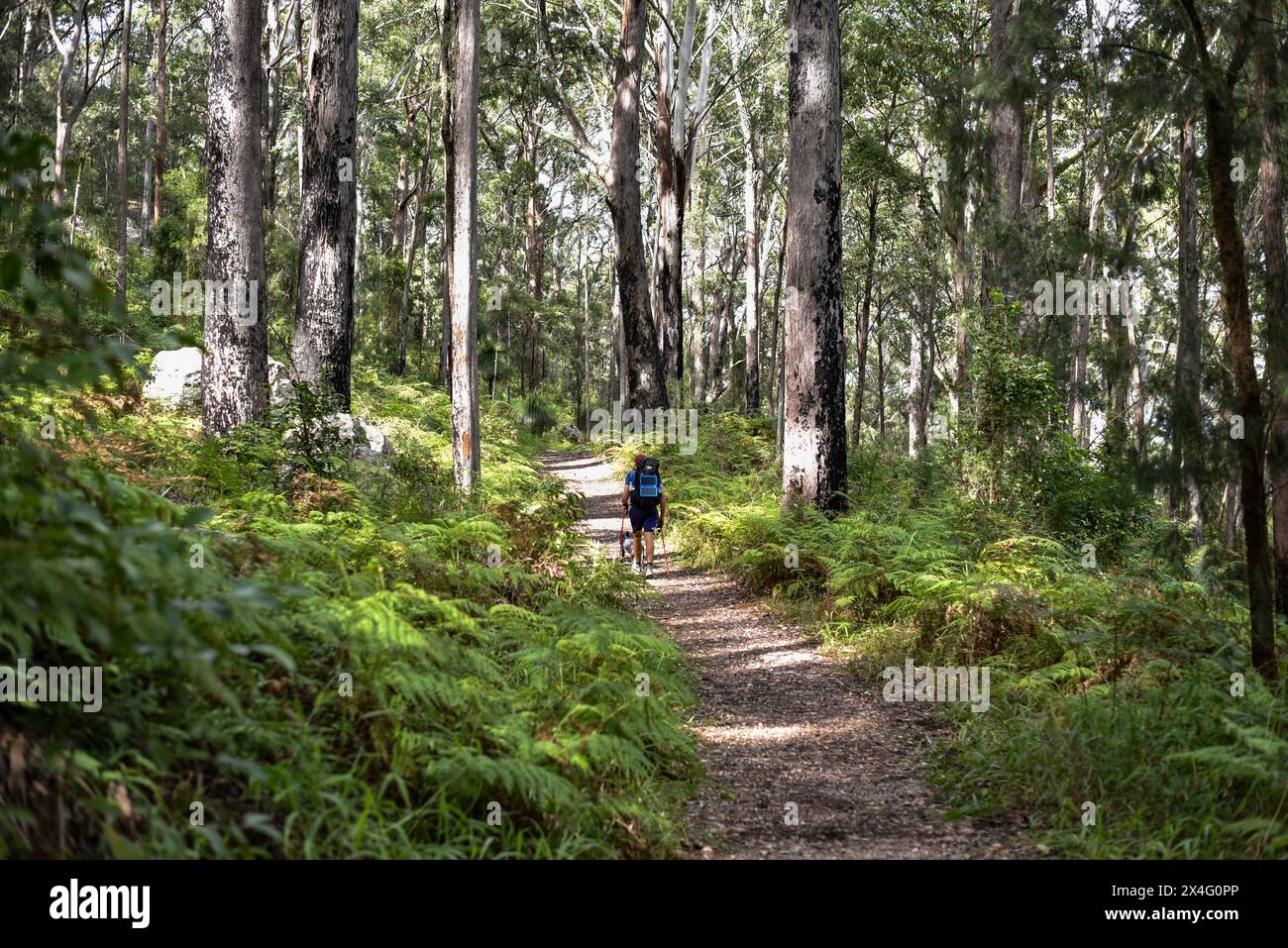 Man walking through tall trees hi-res stock photography and images - Alamy