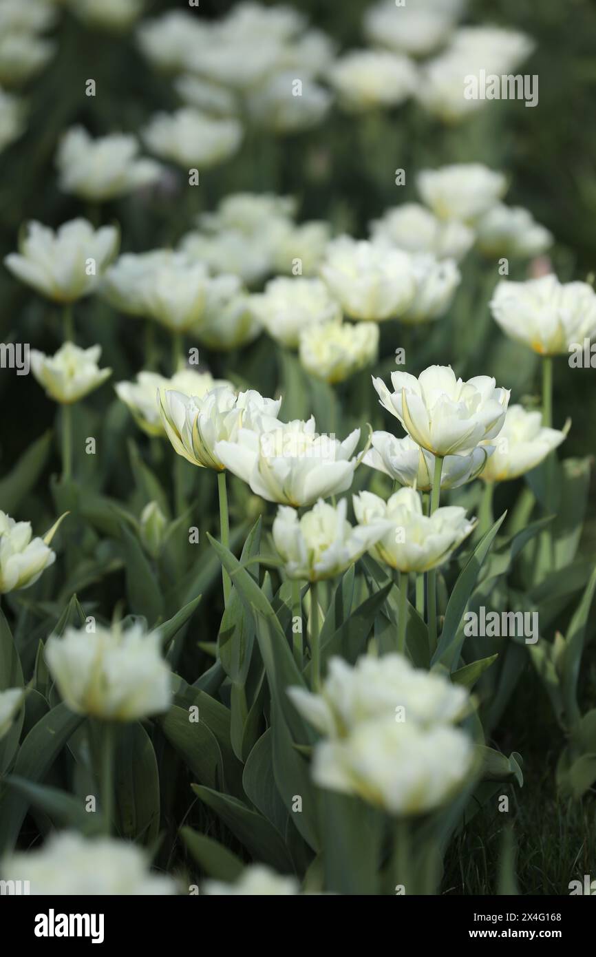 Pattern of white tulips hi-res stock photography and images - Alamy