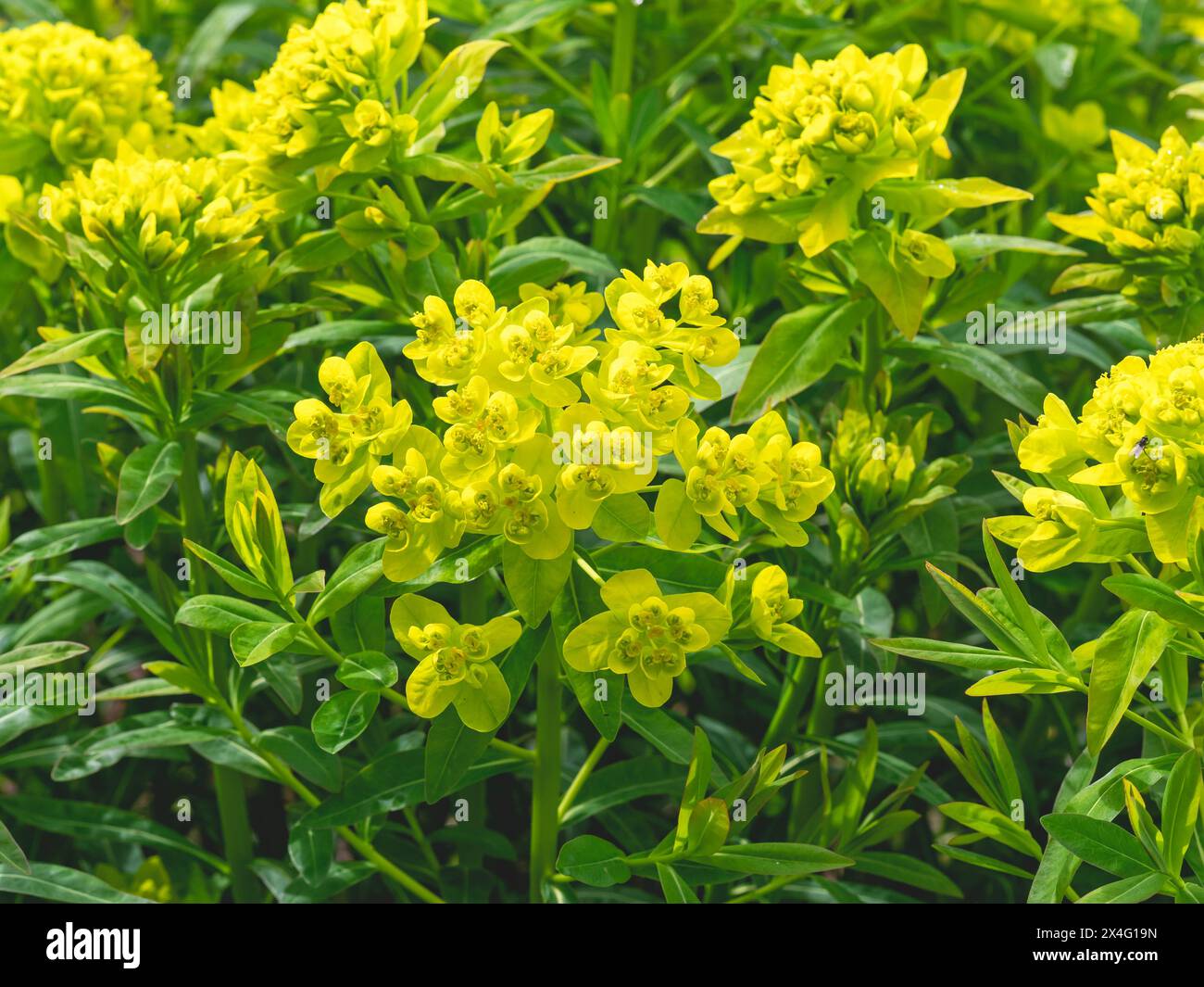 Closeup of the yellow flowers and green leaves of Euphorbia palustris variety Walenburgs Glorie in a garden Stock Photo