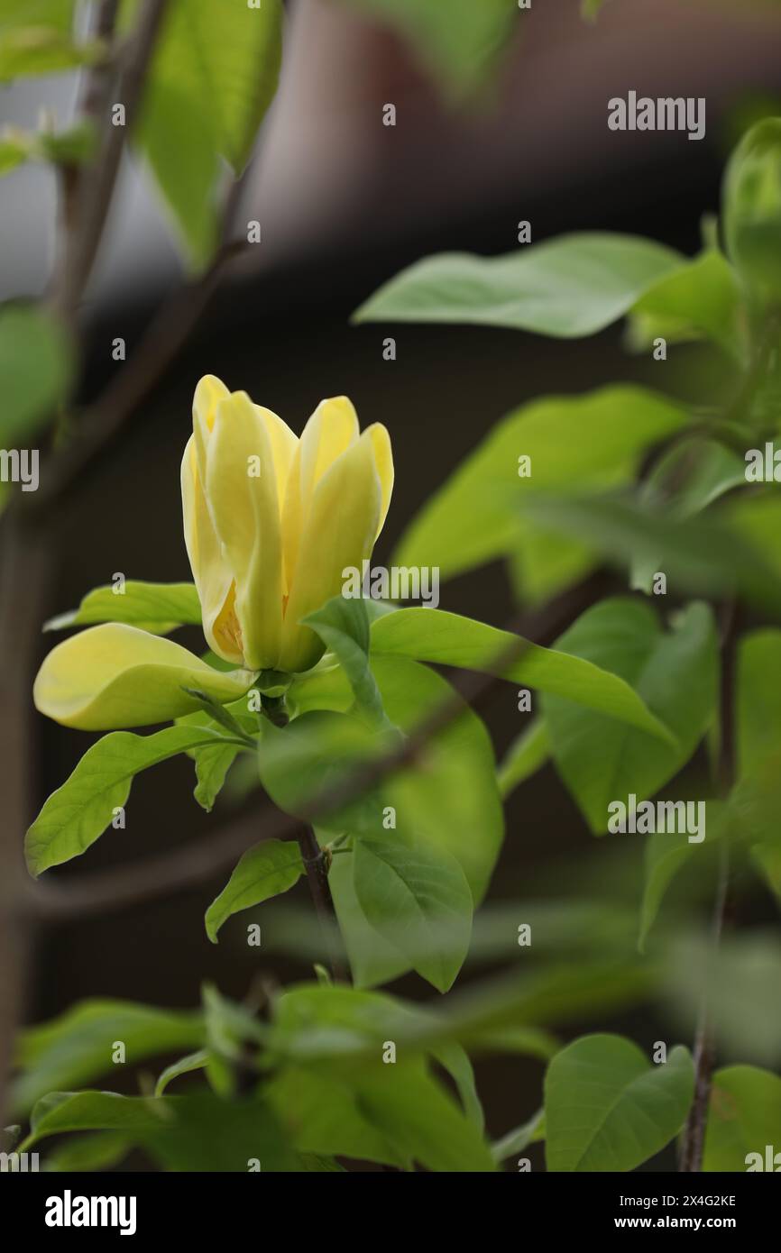 Yellow magnolia hi-res stock photography and images - Alamy