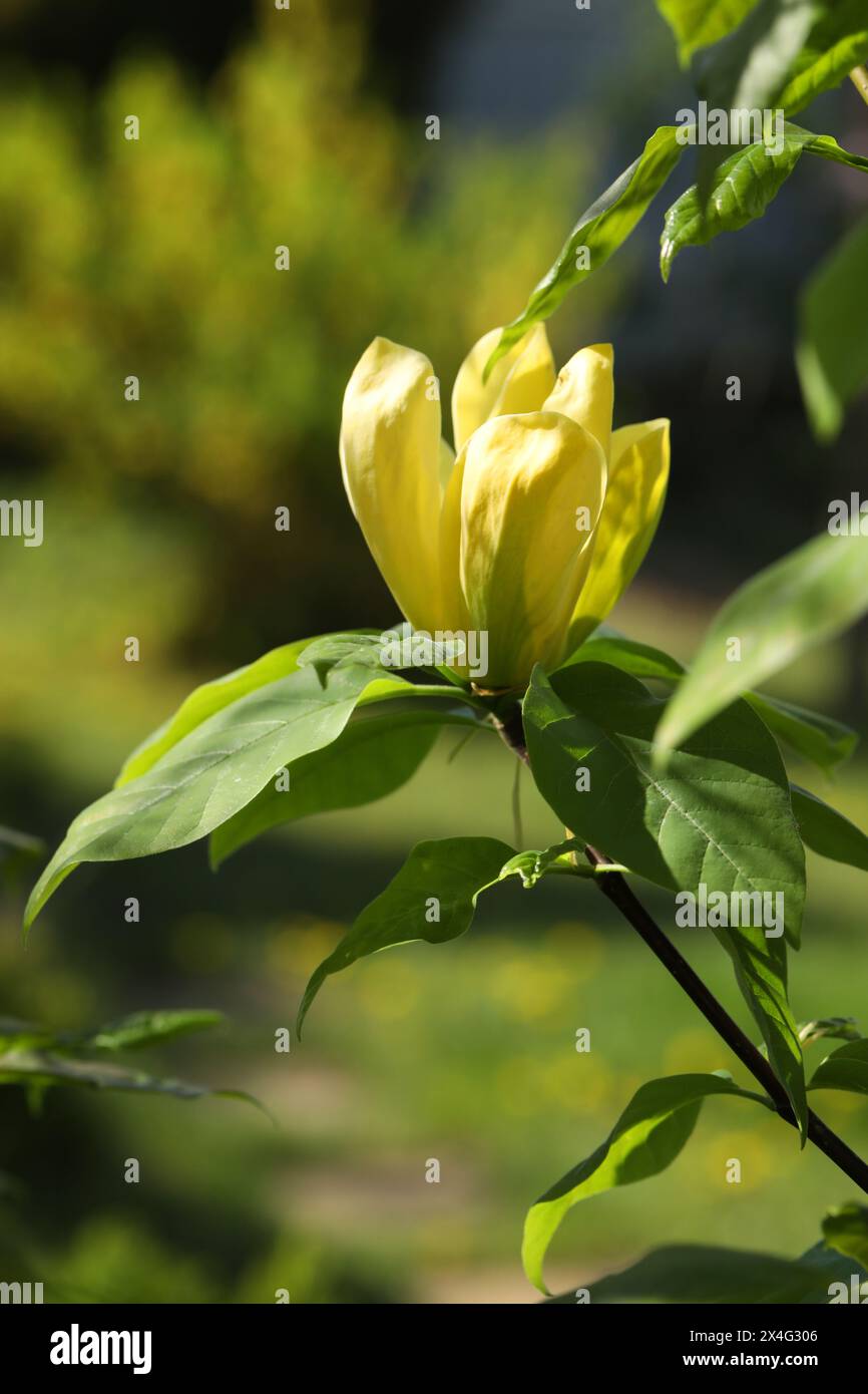 Green backgound with bright yellow magnolia flowers Stock Photo