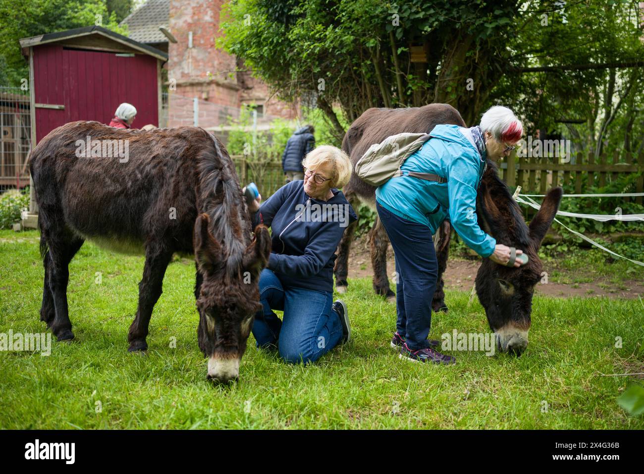 PRODUCTION 02 May 2024, Saarland, Heusweiler Two women brush donkeys