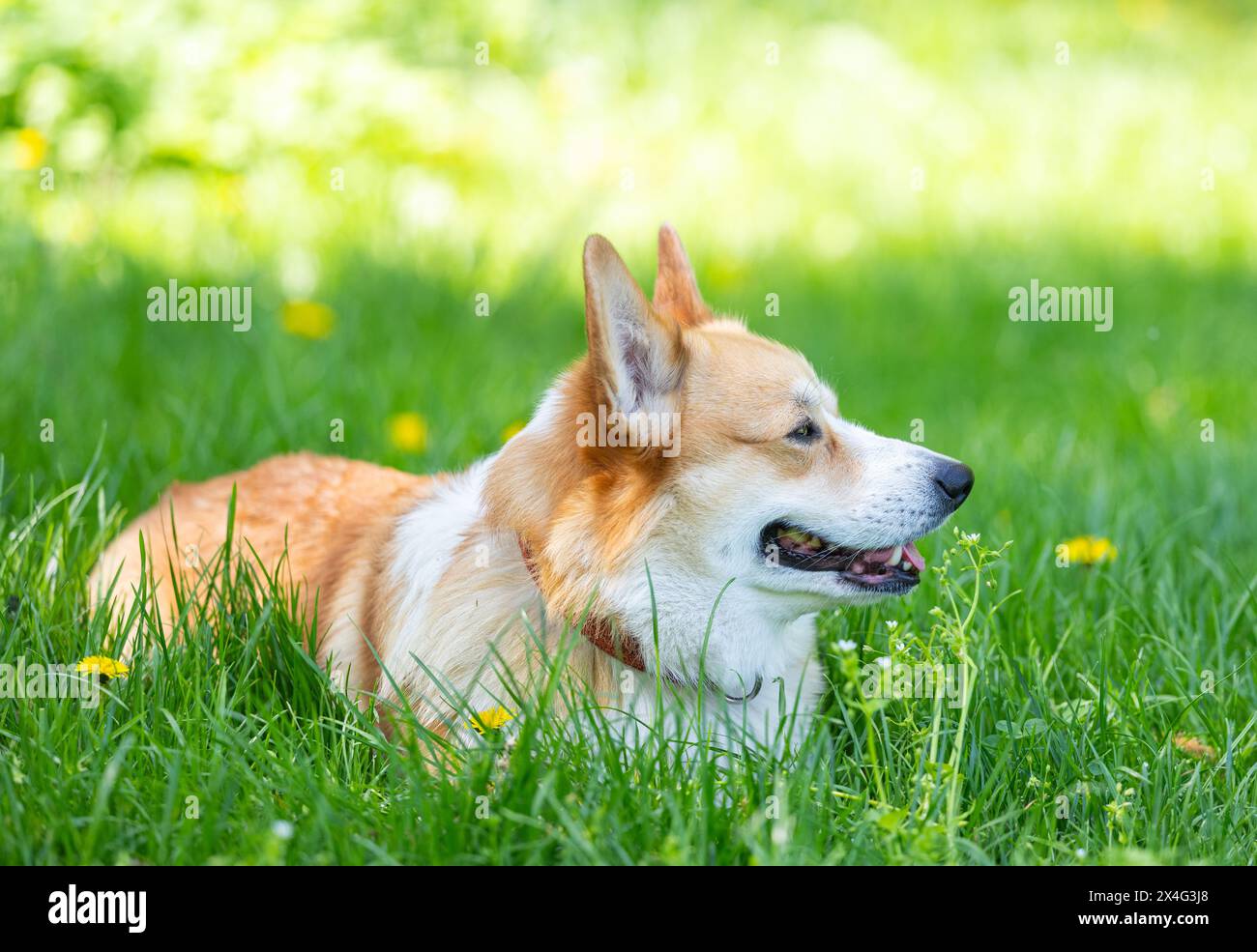 Welsh corgi pembroke spring hi-res stock photography and images - Alamy