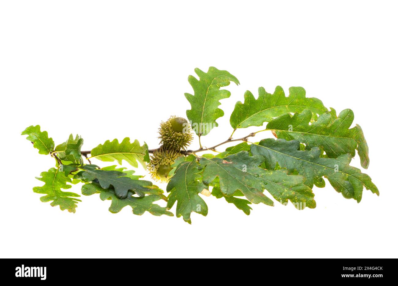 Austrian acorn isolated on white background Stock Photo - Alamy