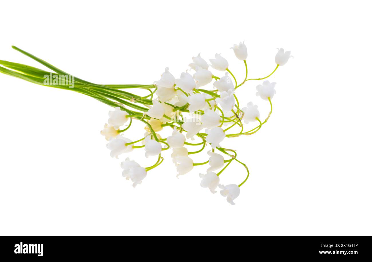 lily of the valley flowers isolated on white background Stock Photo - Alamy