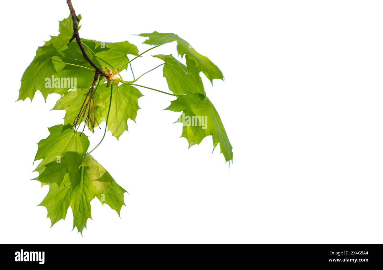 green maple leaves isolated on white background Stock Photo - Alamy