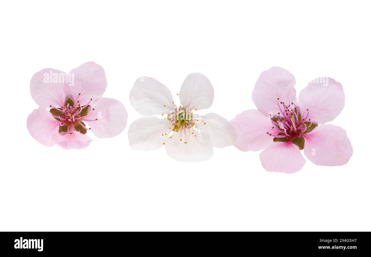 cherry flowers isolated on white background Stock Photo - Alamy