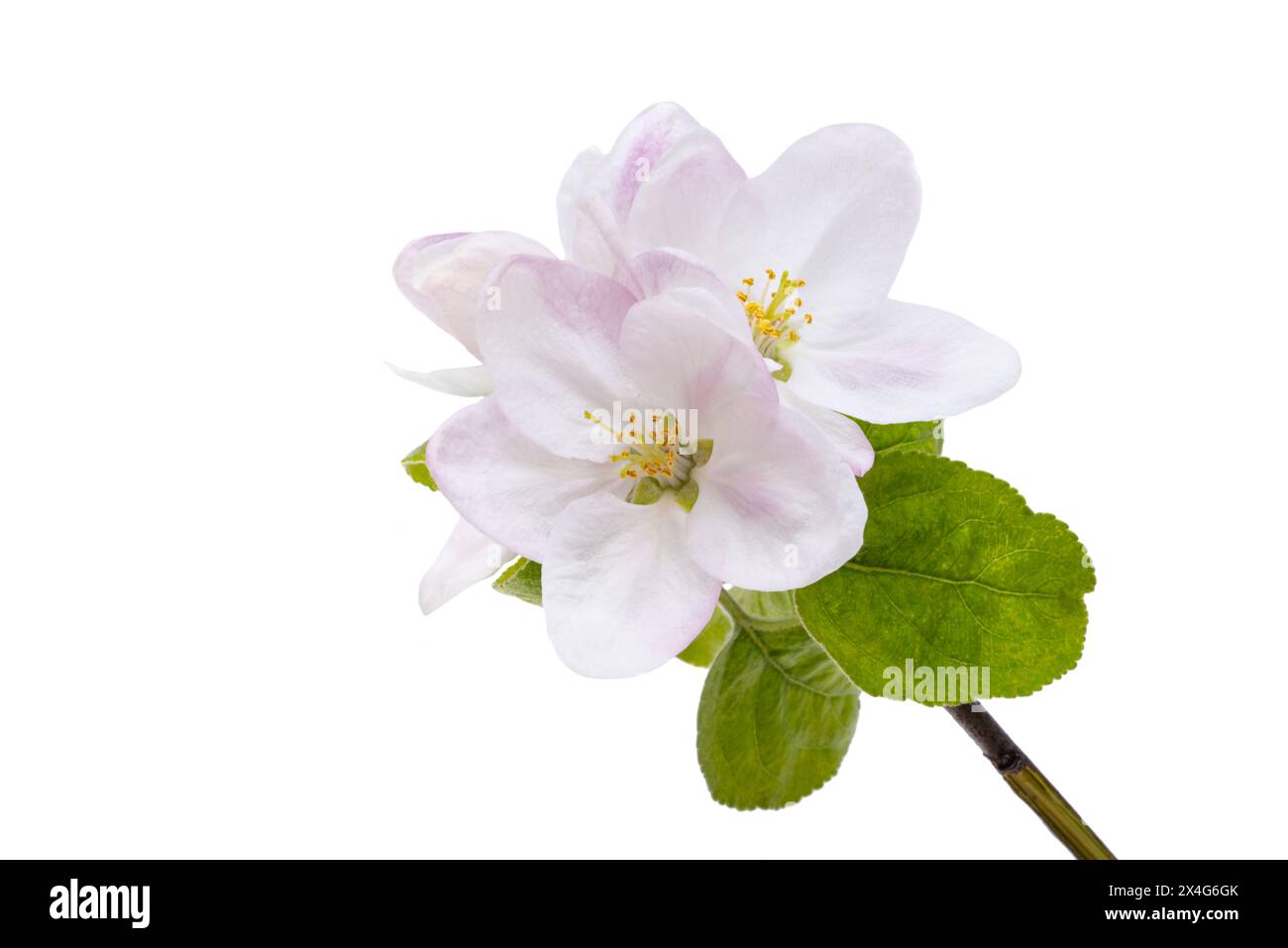apple tree flowers isolated on white background Stock Photo