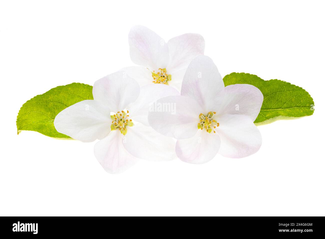 apple tree flowers isolated on white background Stock Photo