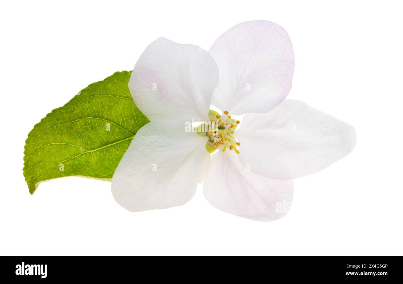 apple tree flowers isolated on white background Stock Photo