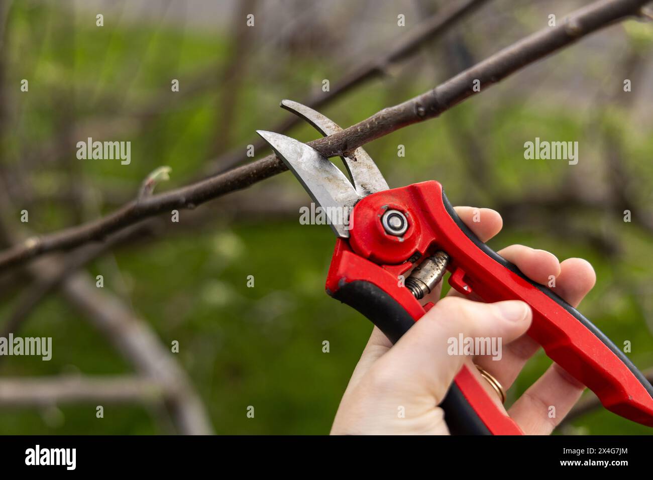Pruning tree with red shears Stock Photo