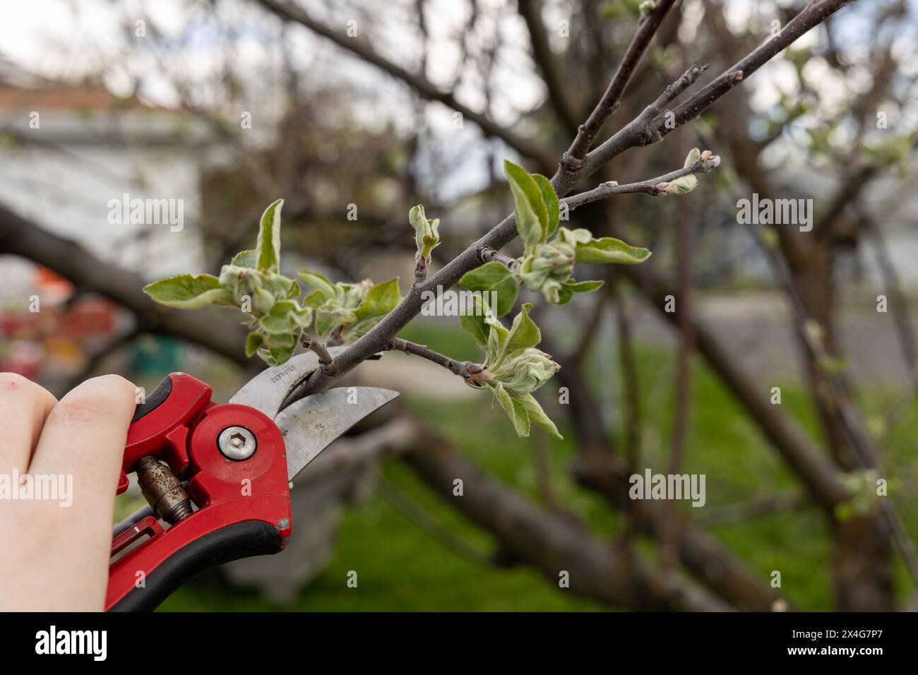 Pruning young apple tree in spring Stock Photo