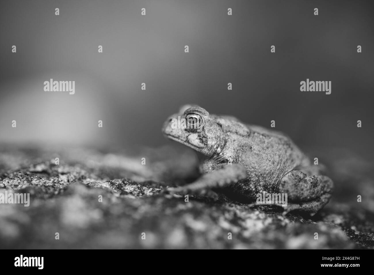 Black and White American Toad in New Hampshire Stock Photo