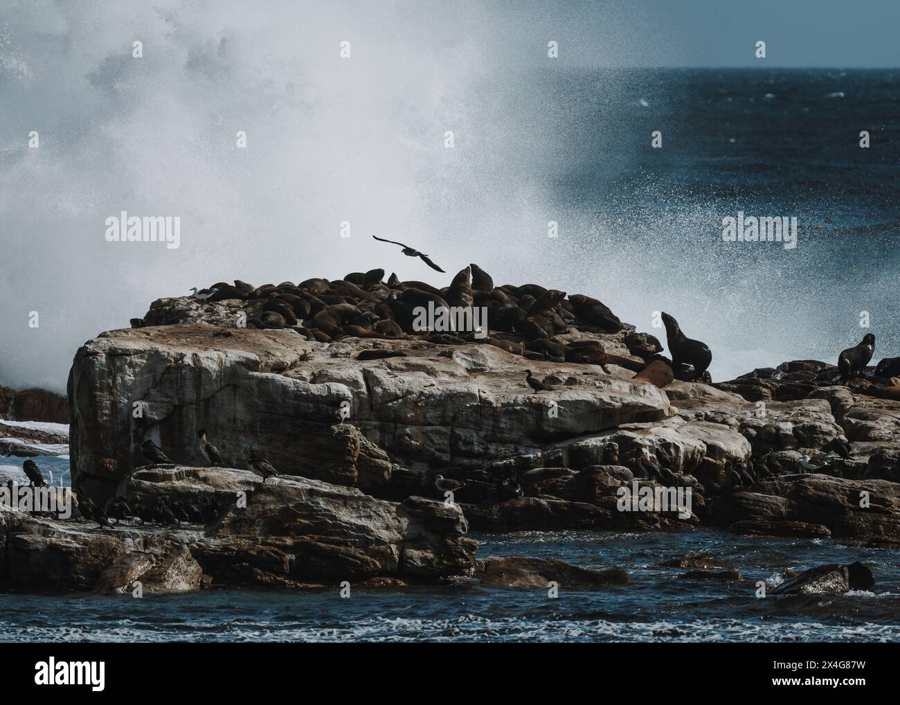 Seals at Cape of Good Hope Stock Photo - Alamy