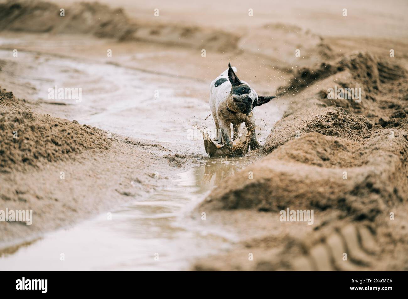 Puppy playing in sand and water Stock Photo