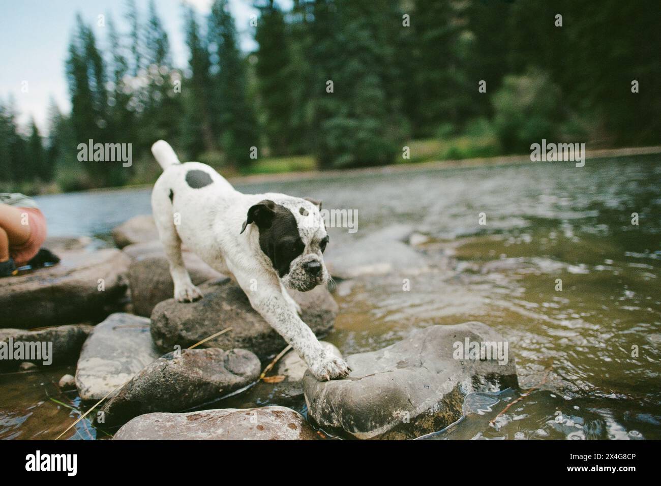 Puppy on rocks on riverbed Stock Photo