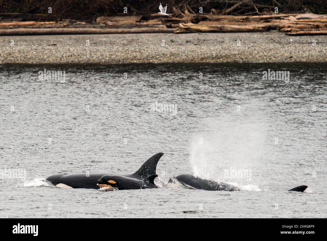 Closeup view of a pod of orca whales swimming together Stock Photo