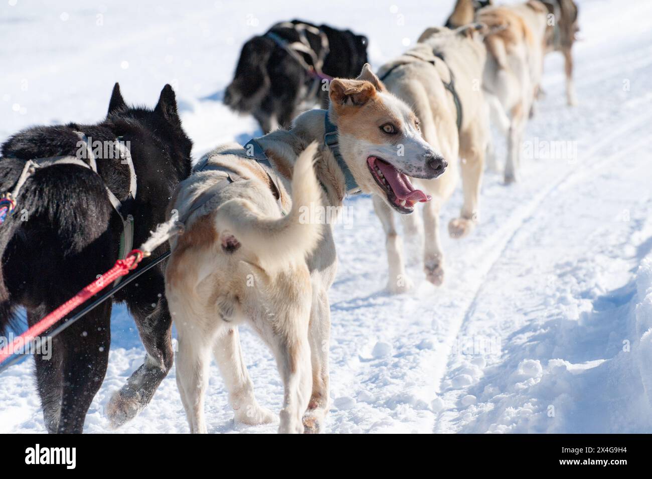 Energetic sled dog team in mid-action on a snowy trail Stock Photo